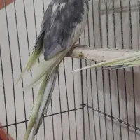 فروش عروس هلندی،دو جفت بالغ آماده تخم گذاری|پرنده|تیکمه داش, |دیوار