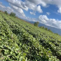 نهال توت فرنگی|خدمات باغبانی و درختکاری|دلند, |دیوار