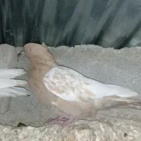 کبوتر سینه ای