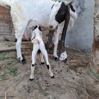 پز پتیری تازه زاییده|حیوانات مزرعه|کنارک, |دیوار