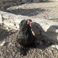 مرغ وخروس کوشین|حیوانات مزرعه|هشتگرد, شهرک گلخانه|دیوار