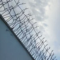 شاخ گوزنی 90 سانتی پرتراکم
