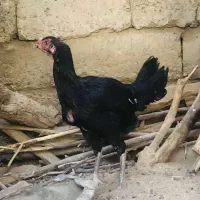 ماده مرغ کلنگی