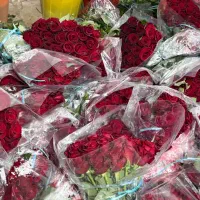 گل رز هلندی درجه یک