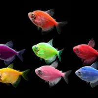 فروشگاه آکواریوم و ماهی گلدن فیش