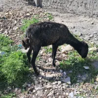 گوسفند