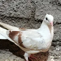 جونه گرده دار