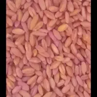 گندم