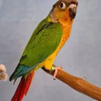 نیروی کمکی جهت کار در سالن پرنده