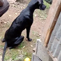 توله انگلیسی ماده