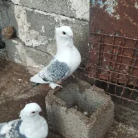 کبوتر بلژیکی یا موشی طاووسی