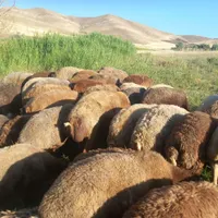 گوسفند ۷۰راس تمام جوان داشتی وابستن|حیوانات مزرعه|سنقر, |دیوار