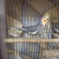 عروس هلندی