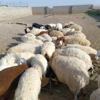 گوسفند چاق بره نر و ماده برای قصابی