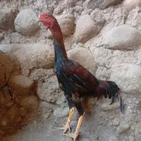 خروس لاری