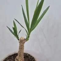 یوکا تنه دار
