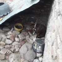 سرگرمی فراغت حیوان خونگی|سگ|رامیان, |دیوار