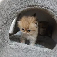 بریتیش گلد و بلک گلد