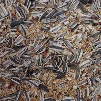 خوراک دام وطیور.و..|لوازم جانبی حیوانات|سیرجان, |دیوار