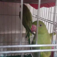 طوطی منلگو|پرنده|نسیم‌شهر, |دیوار