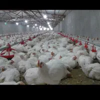 بارگیری مرغ و واکسیناسیون جوجه