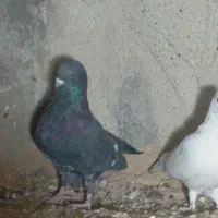 یک عدد کبوتر نر پرشی درجه یک