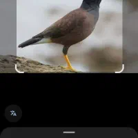 مرغ مینا به اسم فلفل گمشده