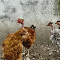 فروش ویژه جوجه فریزل و برهما وارداتی|حیوانات مزرعه|تهران, فلسطین (میدان انقلاب)|دیوار