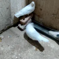 سفید|پرنده|میاندوآب, |دیوار