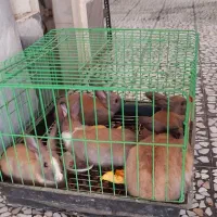 فروش خرگوش کوچک و بالغ|موش و خرگوش|بابل, |دیوار