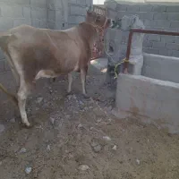 سه راس گاو