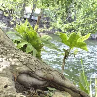 فروش-کلنگی-چم-اسمان