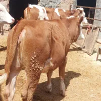 ۵عدد گاو یا گوساله ماده سیمینتال شرابی اصیل