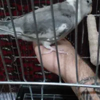 عروس هلندی چلوندنی سخنگو|پرنده|اسلامشهر, شهرک واوان|دیوار