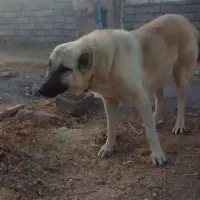 واگذاری سگ نگهبان|سگ|تربت جام, حافظ|دیوار