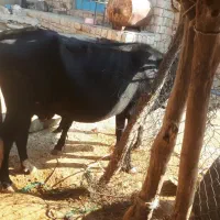 گاو و گوساله سیمیتال