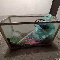 آکواریوم و لوازم جانبی آکواریوم|ماهی|تبریز, |دیوار