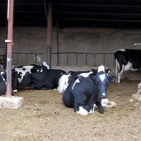 اجاره-گاوداری