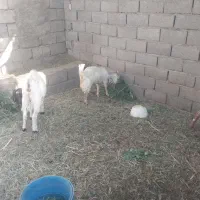 گوسفند فروشی