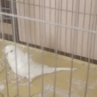 فروش مرغ عشق پروانه ای نر اماده