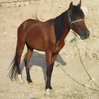 اسب عرب|اسب و تجهیزات اسب‌سواری|کوهدشت, |دیوار