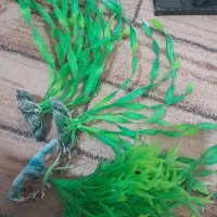 لوازم آکواریوم|ماهی|میاندوآب, |دیوار