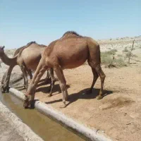 فروش بچه شتر اروانه لوک بصورت کشتاری و زنده فروشی