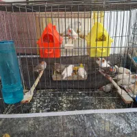 13عدد فنچ|پرنده|تبریز, |دیوار