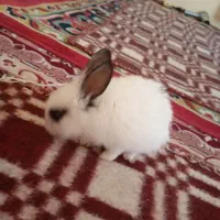 خرگوش مینیاتور