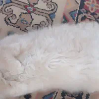 گربه|گربه|کرمانشاه, |دیوار