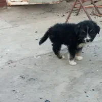 سگ فروش فوری|سگ|مشهد, همت آباد|دیوار