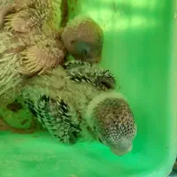 مرق عشق برای دستی کردن