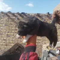 توله ماده خراسانی|سگ|تربت جام, مطهری|دیوار