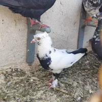 دم سیاه نر ، و ماده مشکی